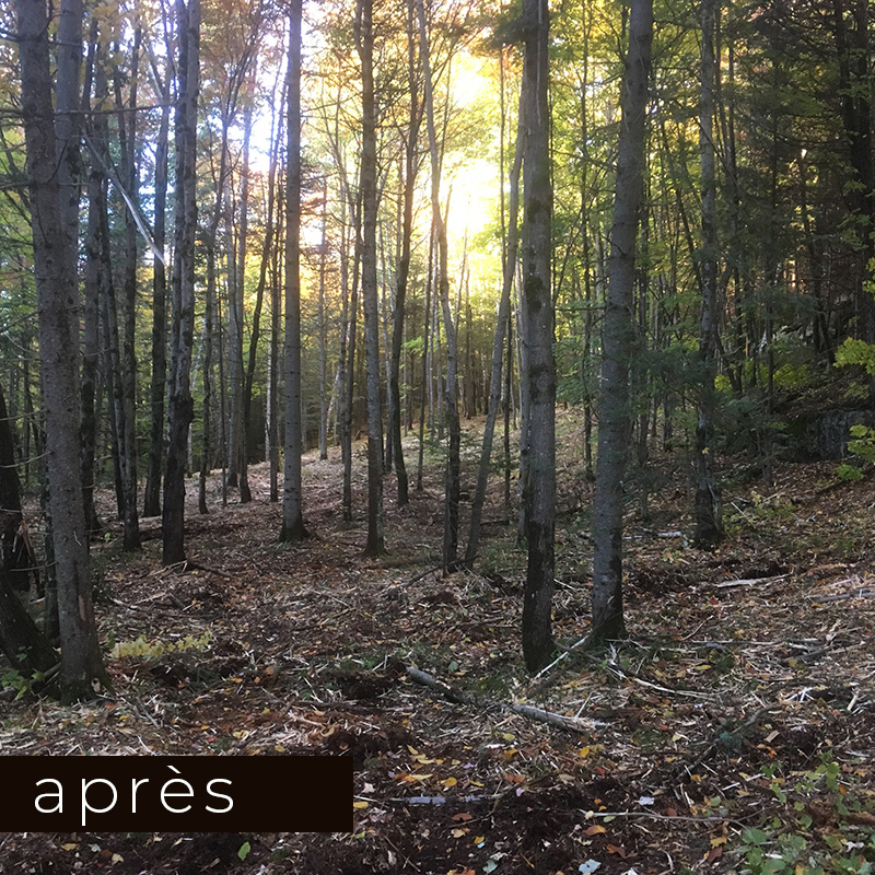Broyage forestier - exemple 2